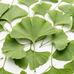 Ginkgo Biloba 60 caps - VitOBest. ¡Envíos Gratis!