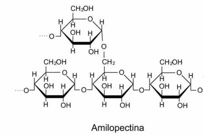 Amilopectina ¿Qué es y cómo tomarla?