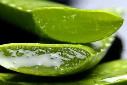 Usos y beneficios del Aloe Vera